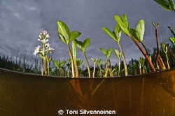 Menyanthes trifoliata. Sodankylä, North Finland.
Aquatic... by Toni Silvennoinen 